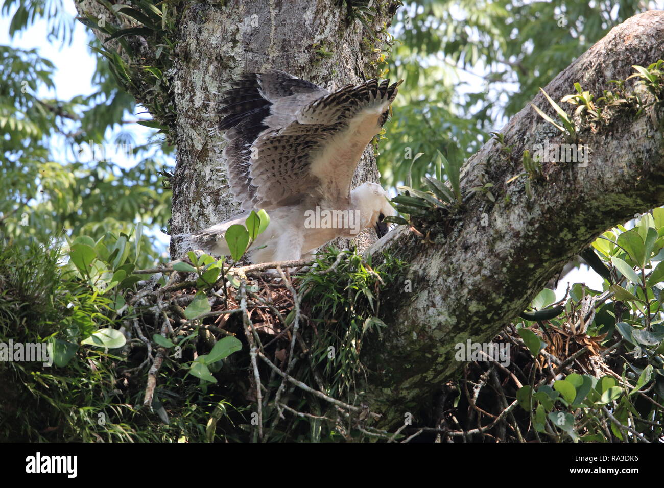 Harpyie (Harpia harpyja) in Ecuador, Südamerika Stockfoto