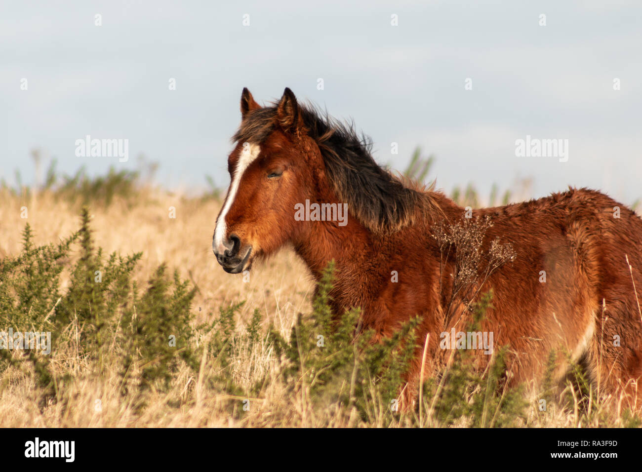 Wilden Ponys Weiden auf Cissbury Ring, West Sussex, Großbritannien Stockfoto