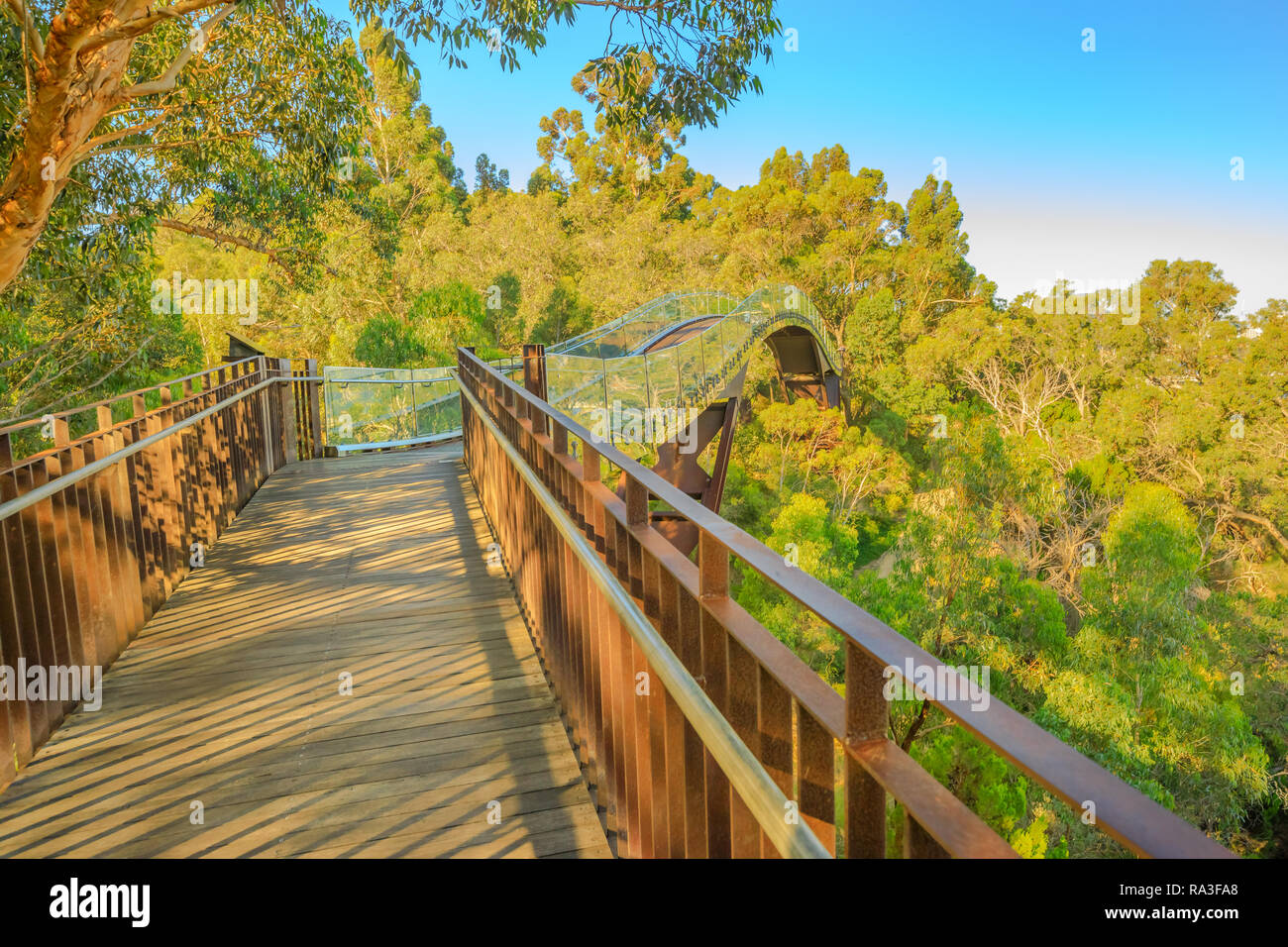 Brücke aus Glas in Kings Park, Perth, Western Australia. Sonnigen Tag, blauer Himmel. Tree Top Walkway an botanischen Garten, den beliebtesten Besucher Ziel in WA. Stockfoto