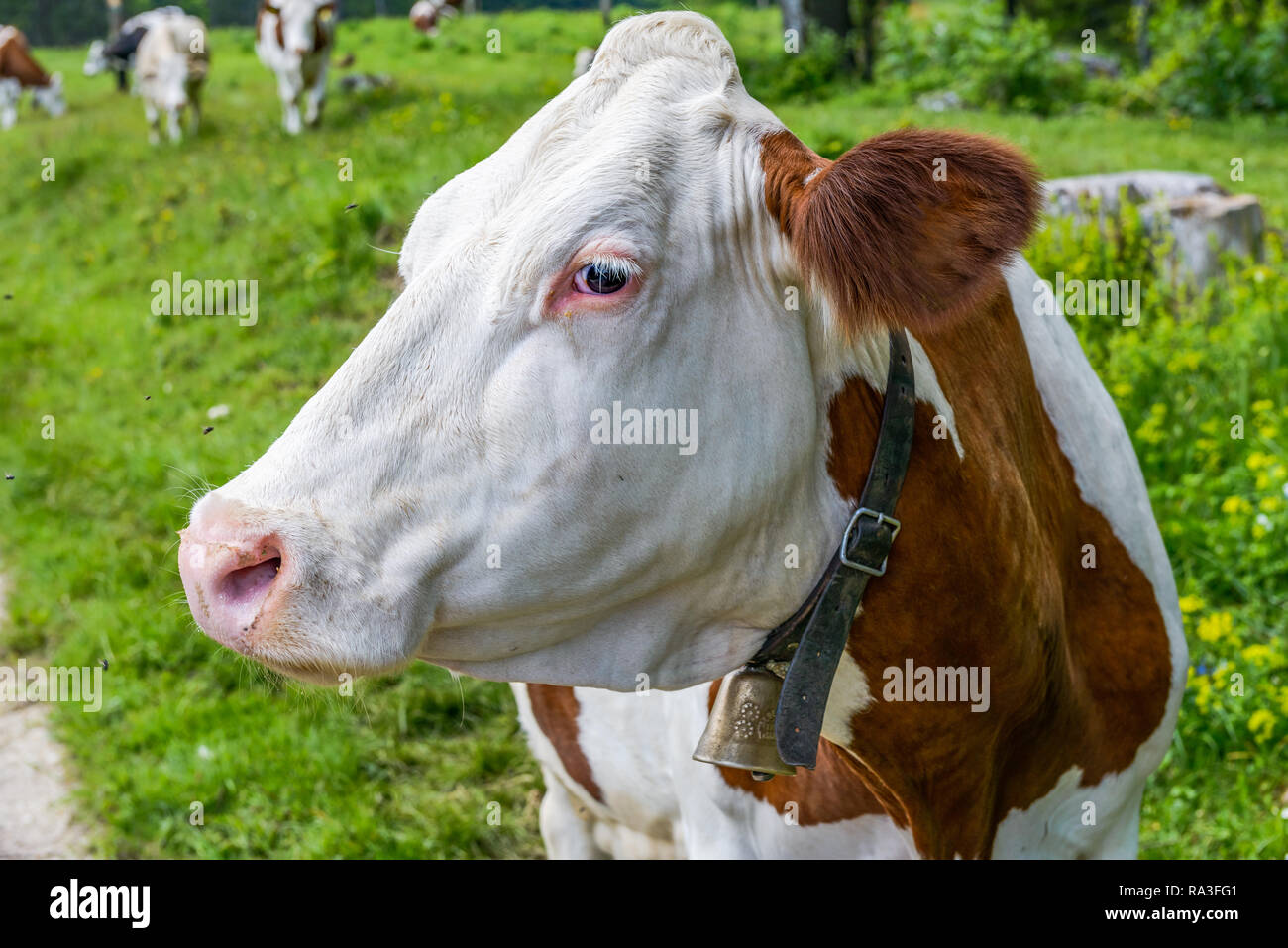 Das Porträt einer Schweizer Kuh mit Glocke. Stockfoto