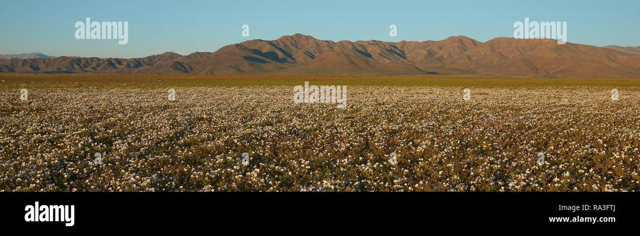 Blumen in der Atacama Wüste. Teppich aus weißen Nolana Blumen (nolana Whipplei) in voller Blüte nach dem seltenen Regen in der Atacama Wüste in der Nähe von Copiapo, in Chile Stockfoto