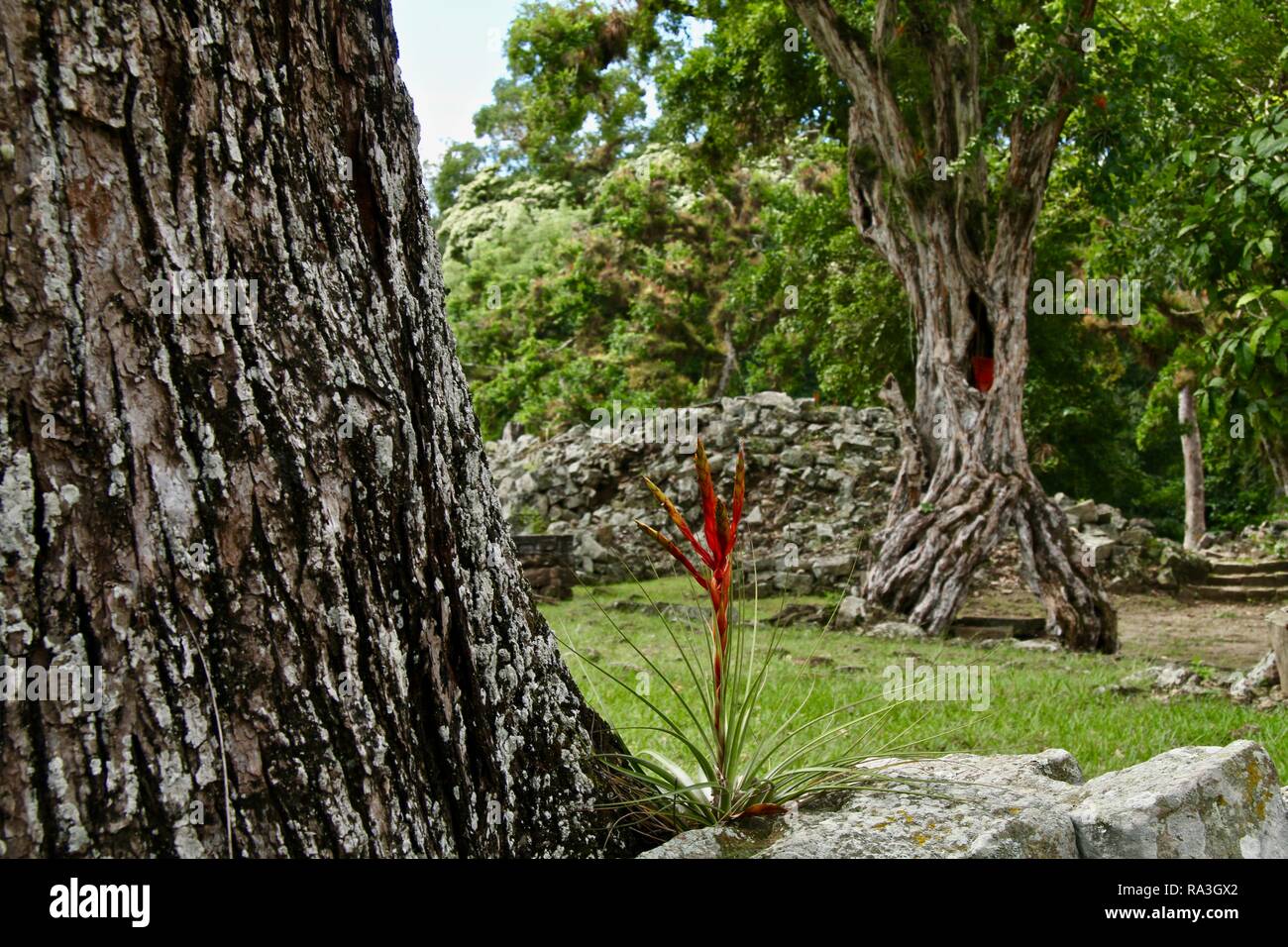 Eine rote Blüte bromelie an der Basis eines alten Baum Stockfoto