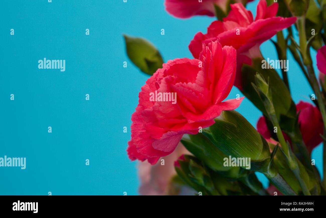 Dianthus caryophyllus, Nelke oder nelke Rosa ist eine Pflanzenart aus der Gattung Dianthus Stockfoto