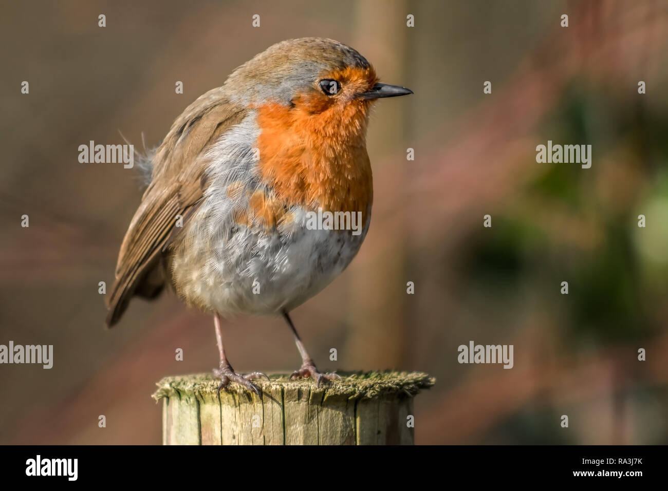Single Robin Vogel im Winter posing Stockfoto
