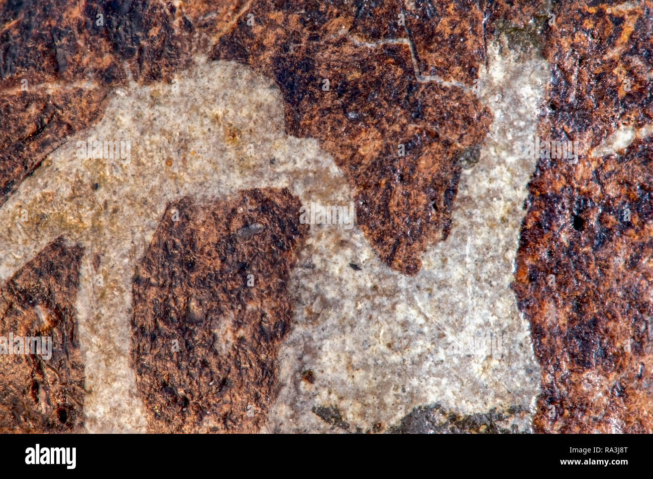 Coprolite Fossil Stockfotos Und Bilder Kaufen Alamy