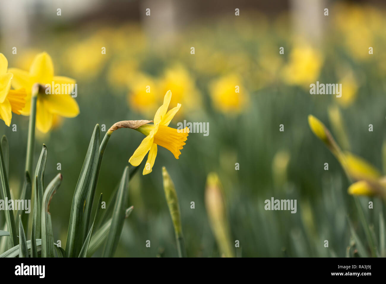 Selektiver Fokus auf einige gelbe Narzisse Blumen Stockfoto