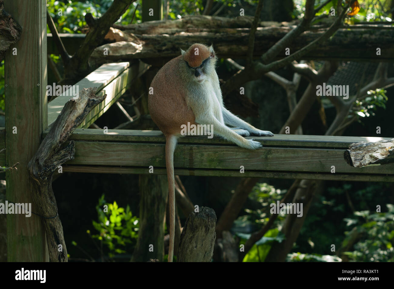 Husarenaffe (Erythrocebus patas), alias Wadi Affe, hussar Affe, Taipei Zoo alias Muzha Zoo, Taipeh, Taiwan Stockfoto
