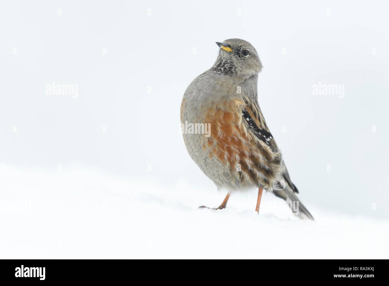 Alpine Accentor (Prunella collaris), bei geschlossener Schneedecke und Sturm, Wallis, Schweiz Stockfoto