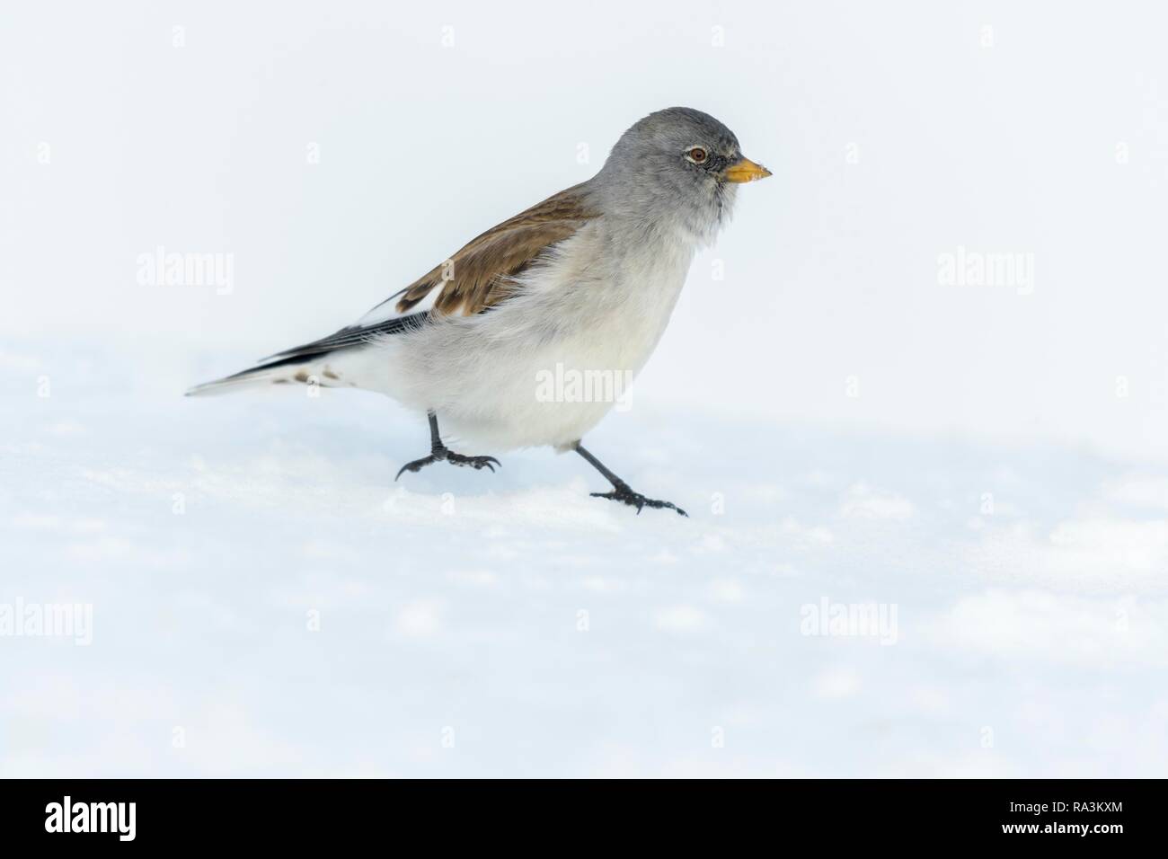 White-winged snowfinch (Montifringilla nivalis), läuft über eine geschlossene Schneedecke, Wallis, Schweiz Stockfoto