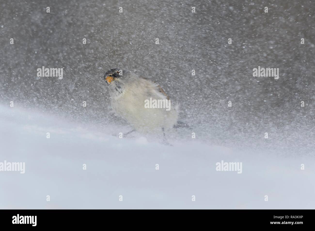 White-winged snowfinch (Montifringilla nivalis), bei Schneesturm, Wallis, Schweiz Stockfoto