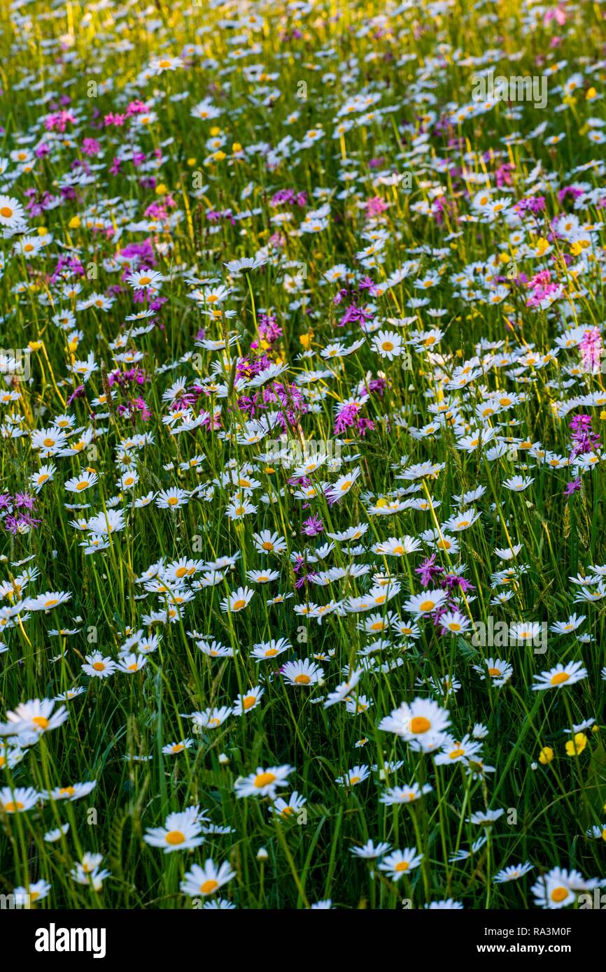 Meer von Blüten, wild wachsende Blumen auf einer Wiese, ox-eye Margeriten (Leucanthemum vulgare), Ragged Robin (Lupinus flos-cuculi), Quebec Stockfoto