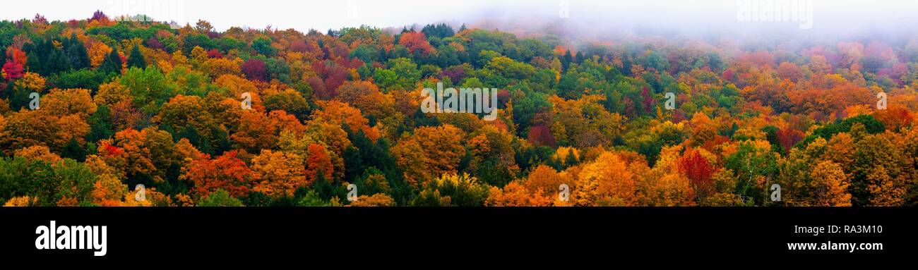 Bunte Bäume im Herbst, Quebec, Kanada Stockfoto