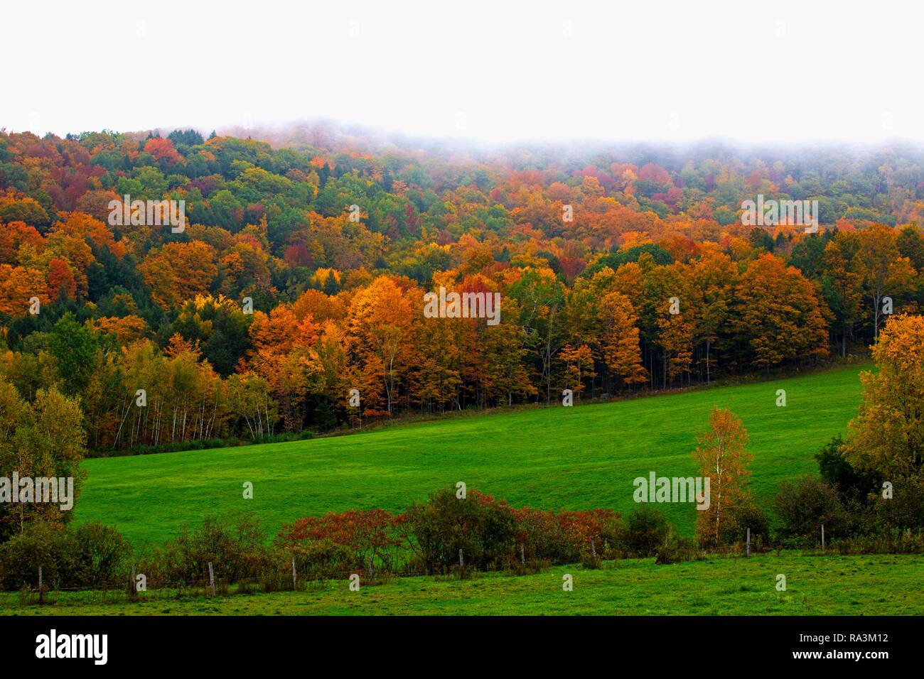 Bunte Bäume und Wiese im Herbst, Quebec, Kanada Stockfoto