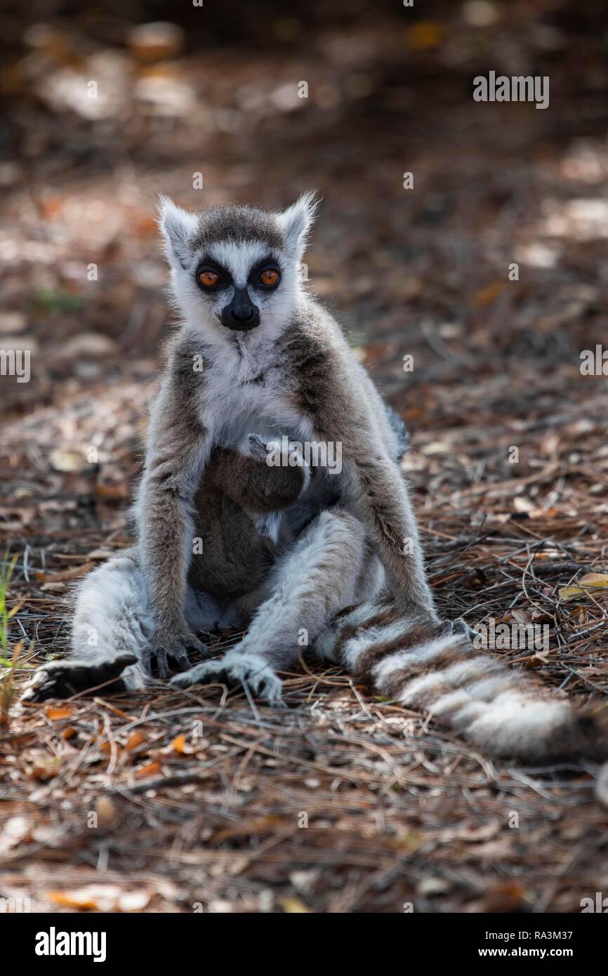 Ring-tailed Lemur (Lemur catta), Mutter Tier gestillten Jungen Tier, berenty Nature Reserve, Androy region, Madagaskar Stockfoto