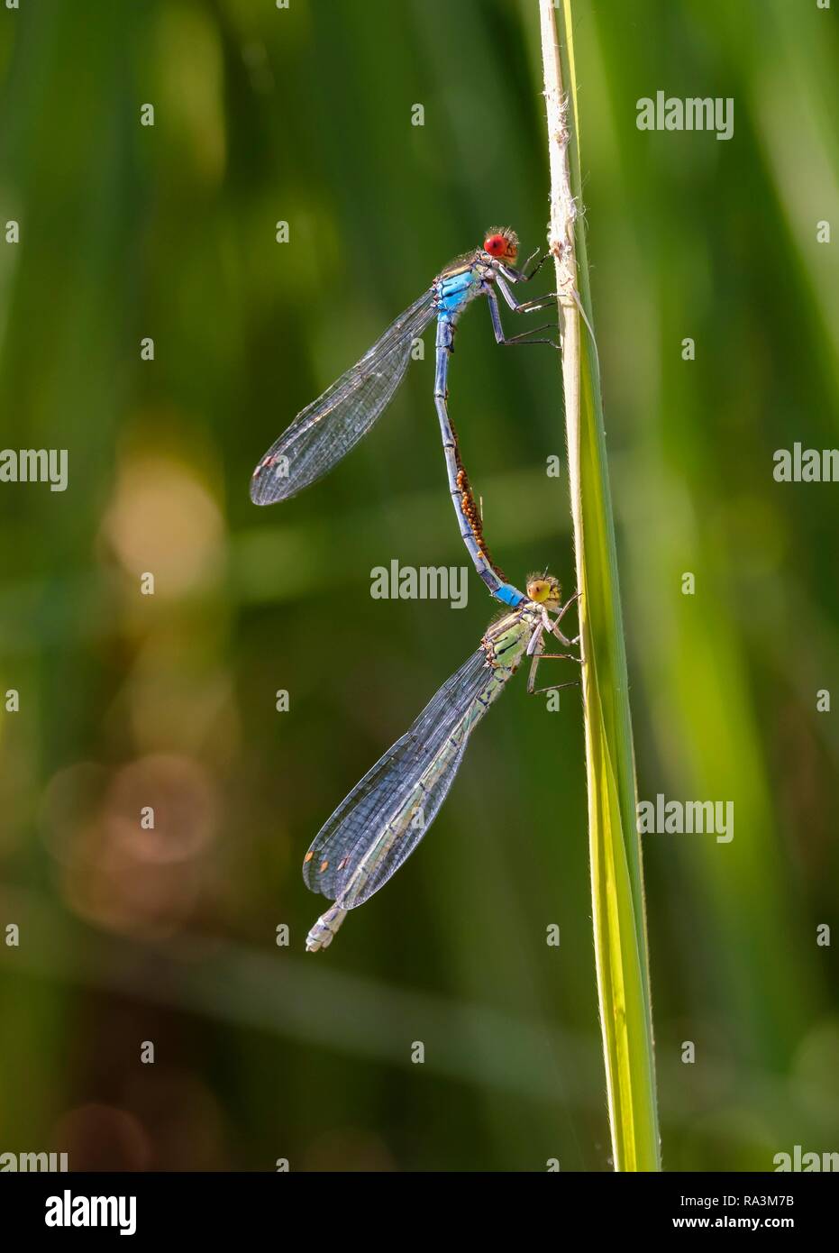 Red-eyed Damselfly (Erythromma najas), Paar mit Milben, wenn die Kopplung auf Gräser, Bayern, Deutschland Stockfoto