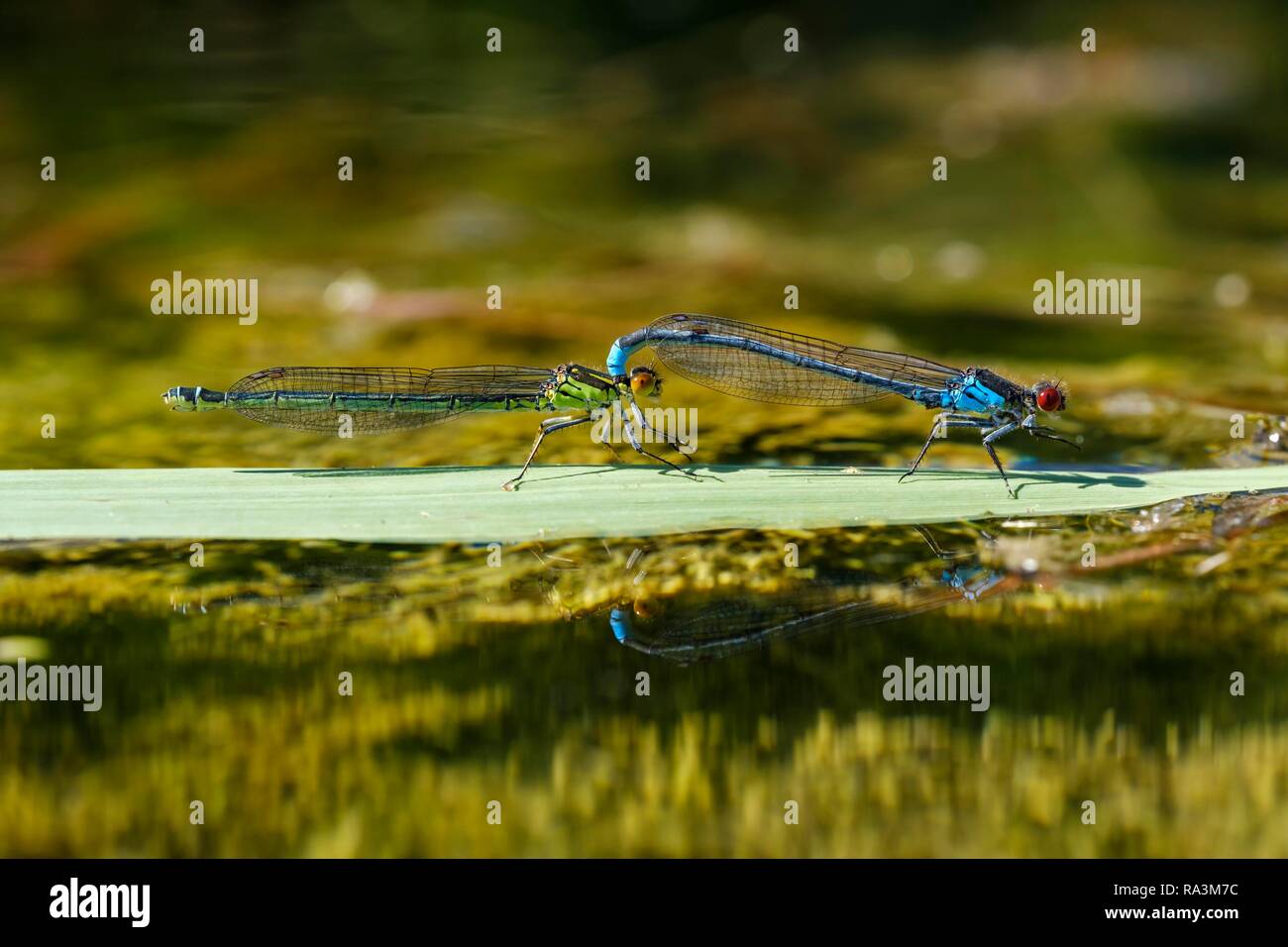 Red-eyed Damselfly (Erythromma najas), paar Paaren auf Grashalm in Wasser, Bayern, Deutschland Stockfoto