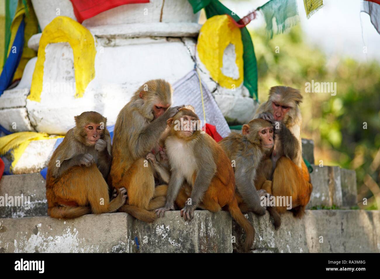 Rhesusaffen (Macaca mulatta) sitzen und Laus an einem Stupa, Swayambhunath Tempel, Kathmandu, Nepal Stockfoto