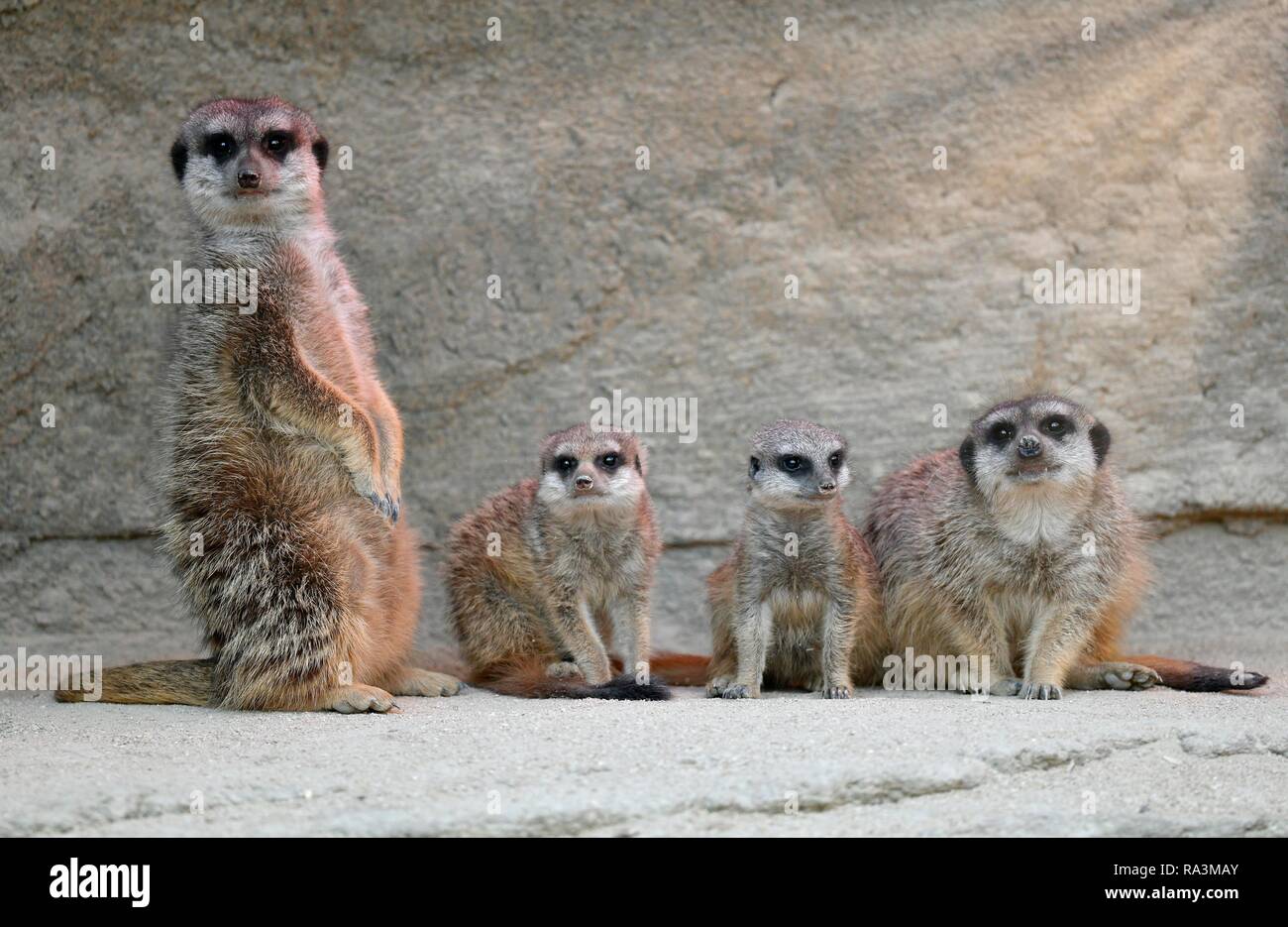 Erdmännchen (Suricata suricatta), erwachsene und junge Tiere 28 und 10 Wochen, Captive, Deutschland Stockfoto