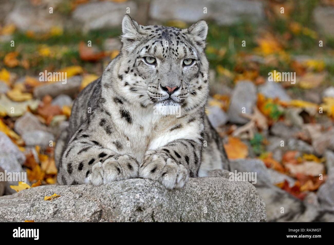 Snow Leopard (Panthera uncia), liegen auf Felsen, Tier Portrait, Captive, Deutschland Stockfoto