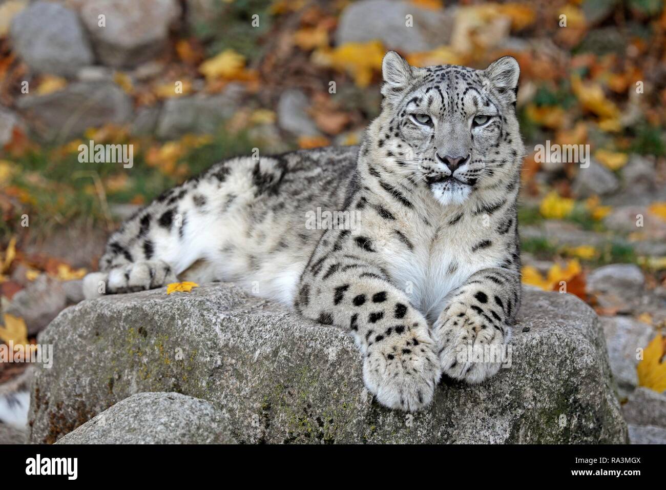 Snow Leopard (Panthera uncia), liegen auf Felsen, Captive, Deutschland Stockfoto