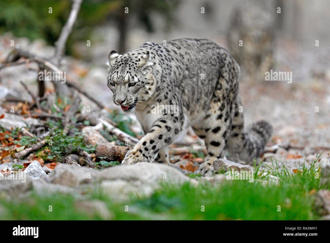 Snow Leopard (Panthera uncia), laufen, Captive, Deutschland Stockfoto
