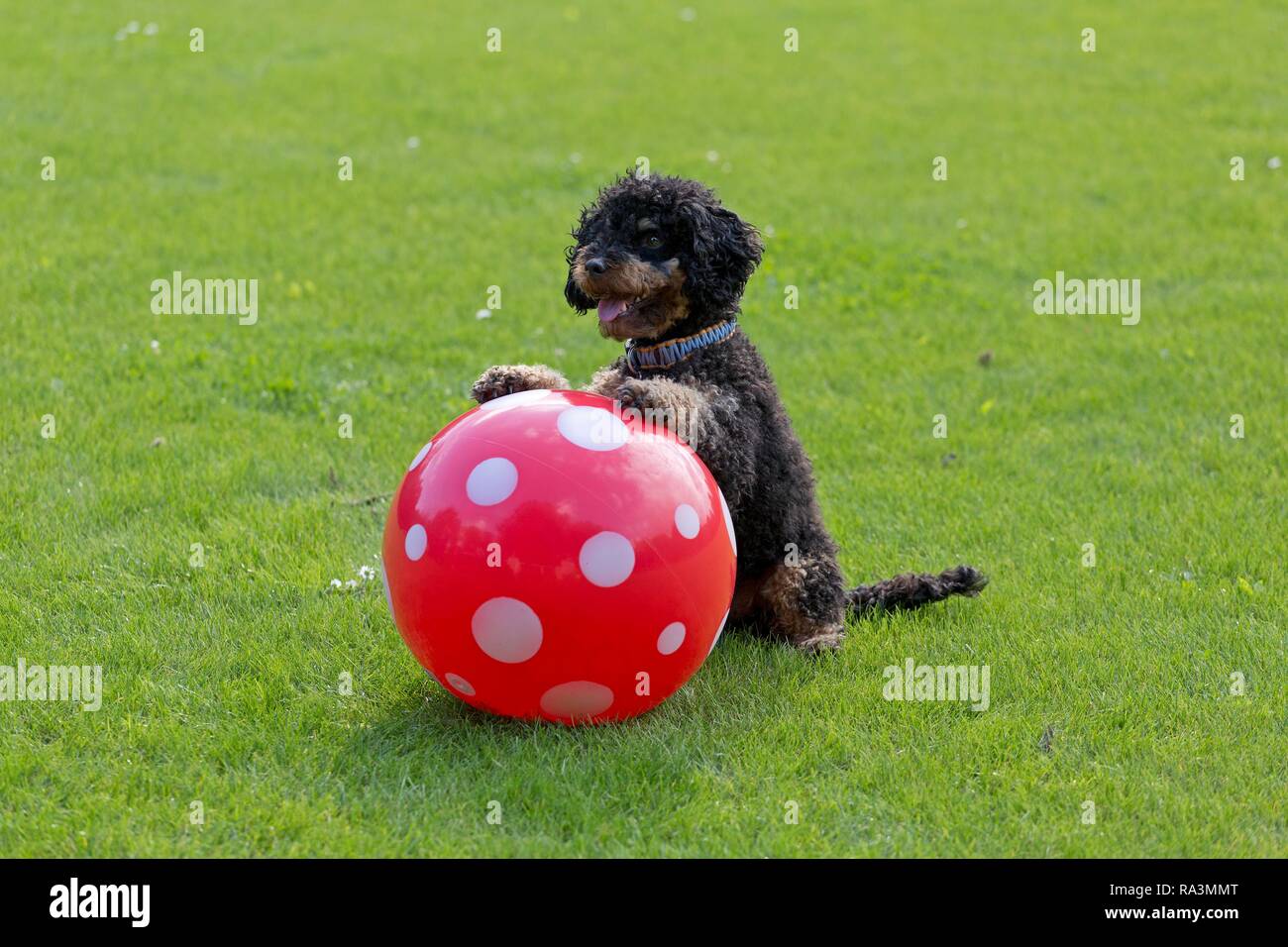 Kleine Pudel oben sitzen und betteln mit Ball, Deutschland Stockfoto