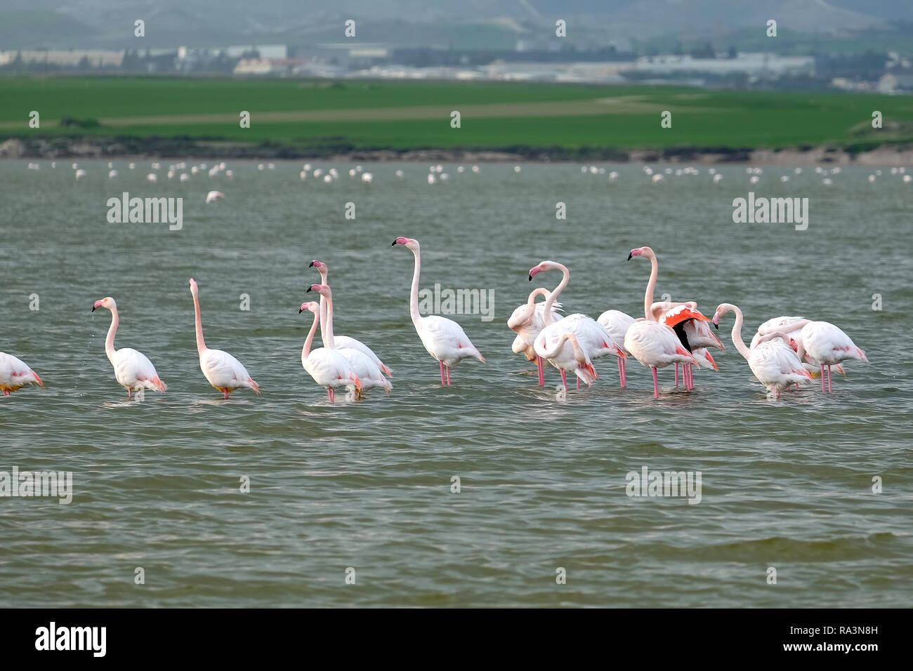 Gruppe der rosa Flamingos auf dem Salzsee in Larnaca, Zypern, ruht nach einem Winter Flug und Feeds auf Artemia Krebse vor Bergen an der weit Stockfoto