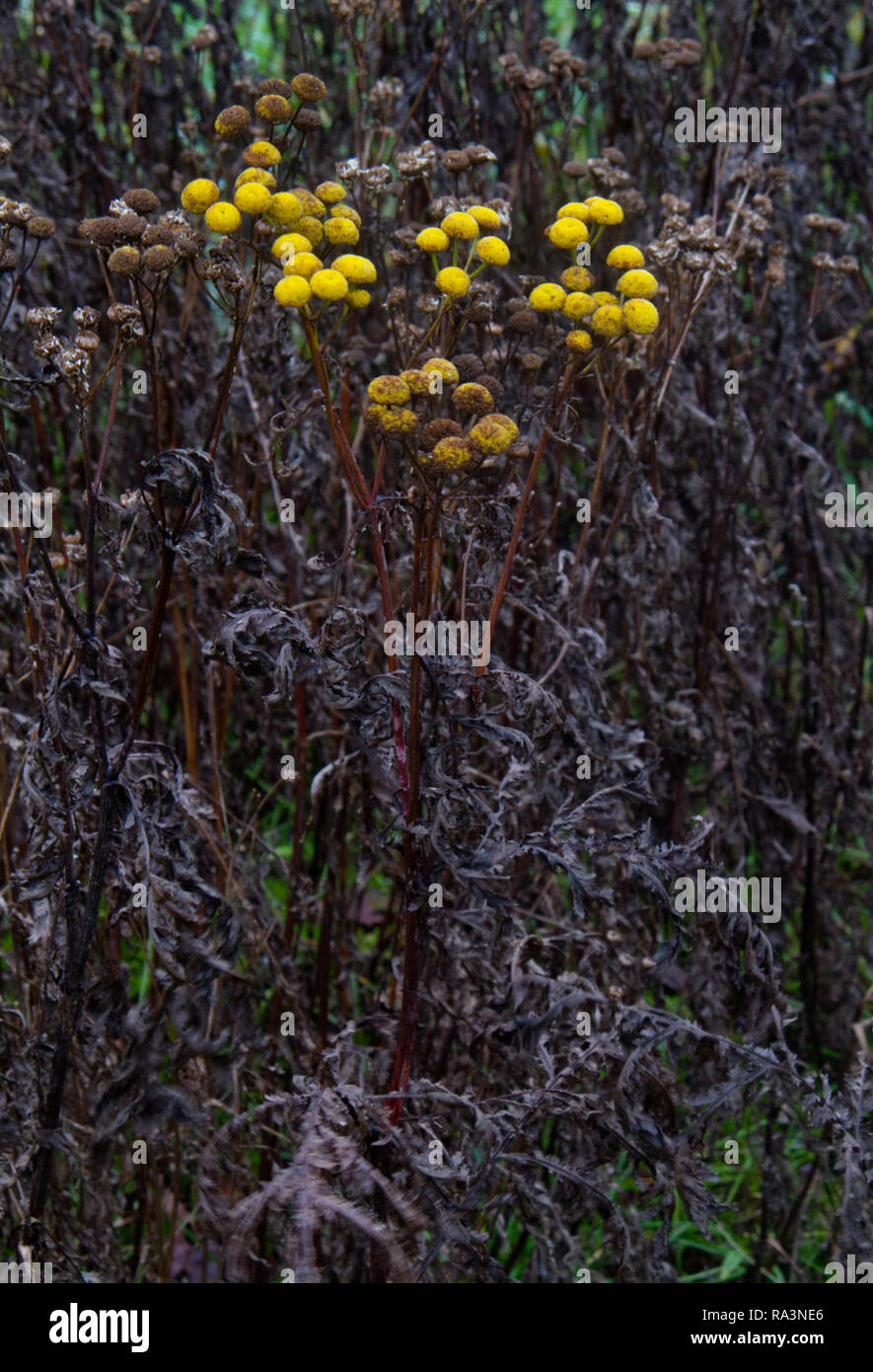 Rainfarn, verdorrte Pflanzen, noch einige gelbe Blumen, aber die Blätter sind tot und Braun Stockfoto