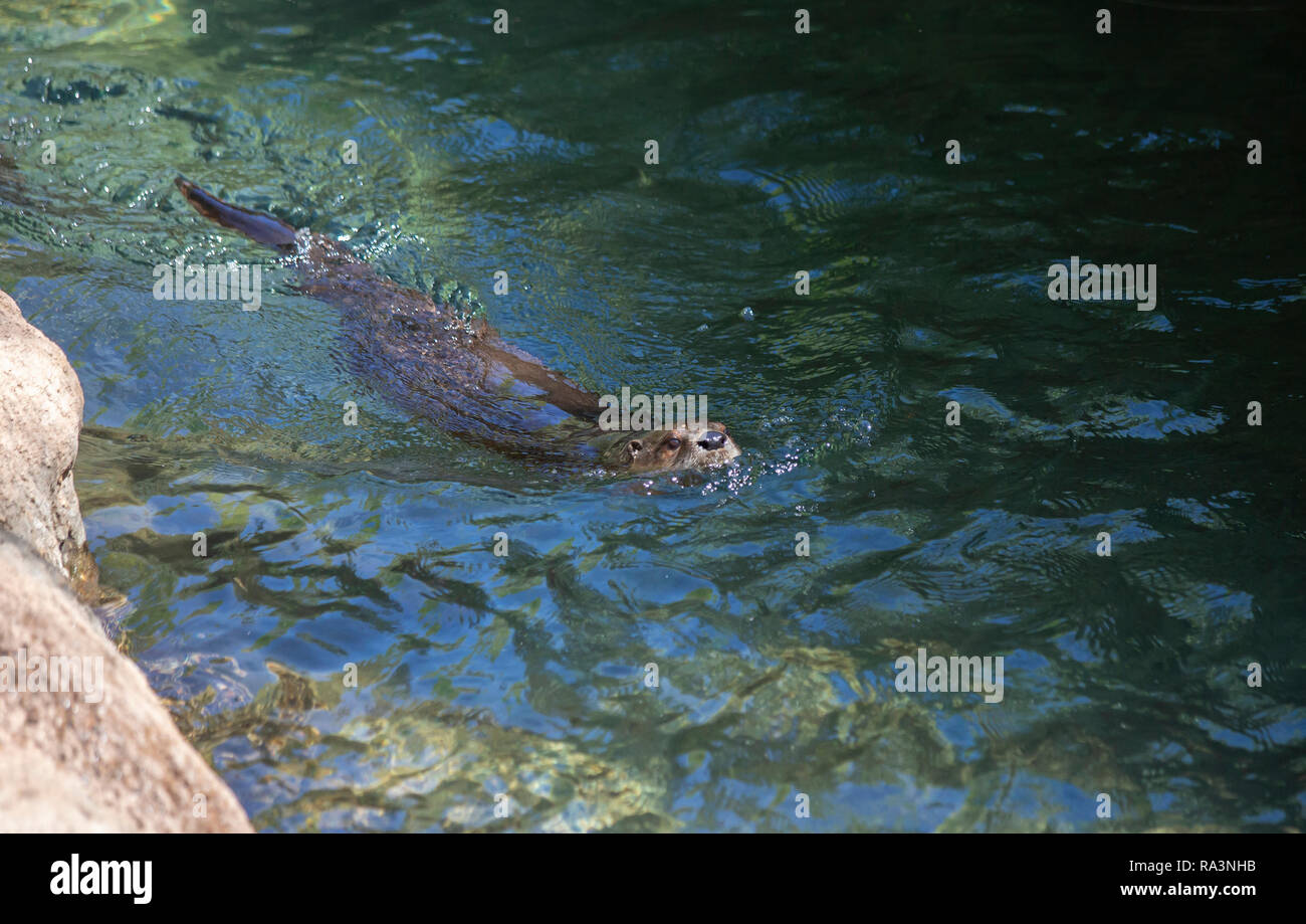 One North American River Fischotter (Lontra canadensis) Schwimmen Stockfoto