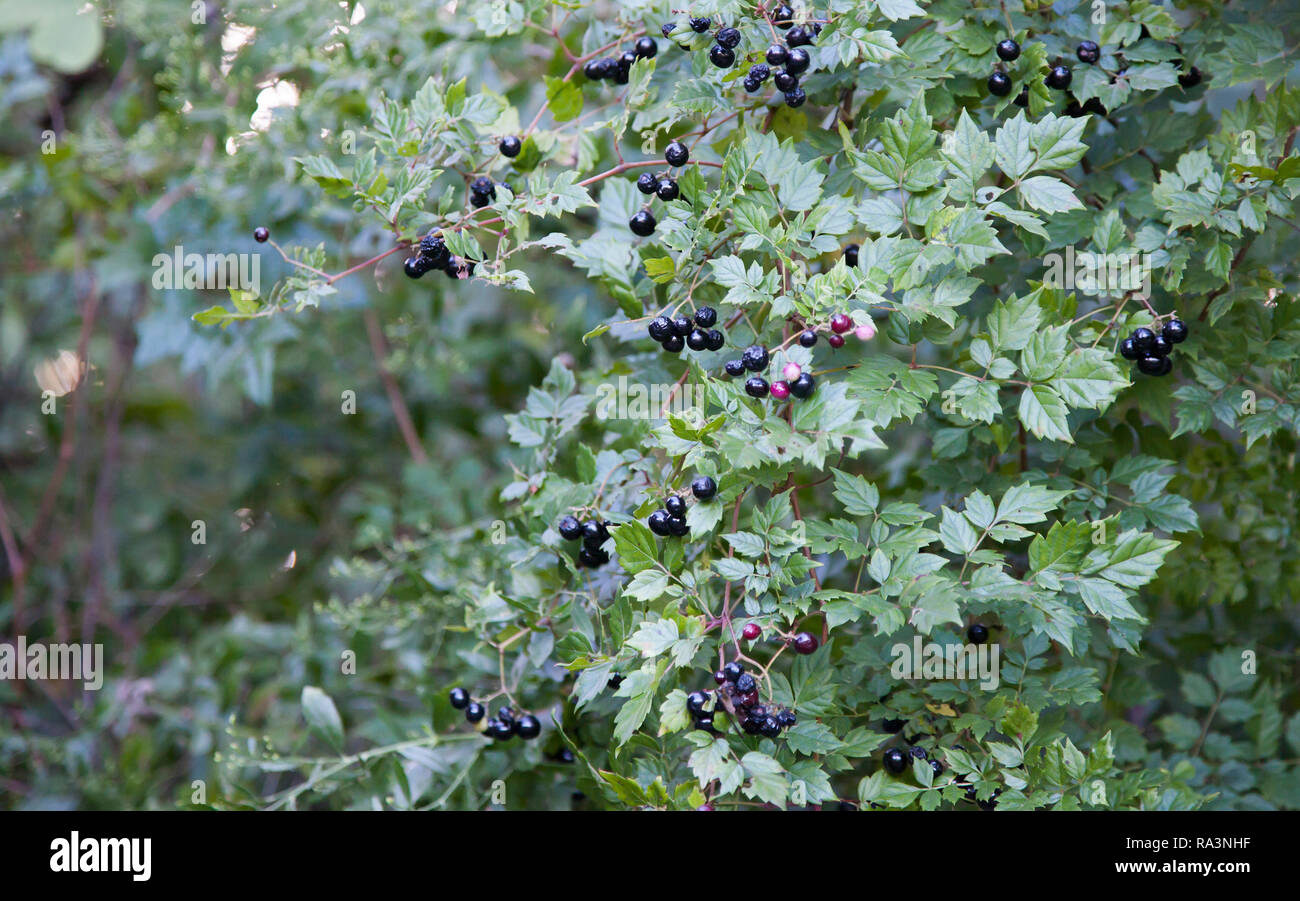 Nahaufnahme des violetten Beeren auf einem ovalen Blätter liguster Stockfoto