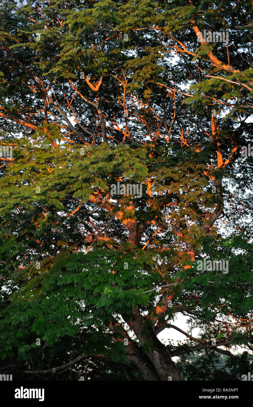 MERIDA, Yuc/MEXIKO - November 13, 2017: Ein regen Baum (Albizia Saman, bevor Samanea Saman) bei Sonnenuntergang Stockfoto