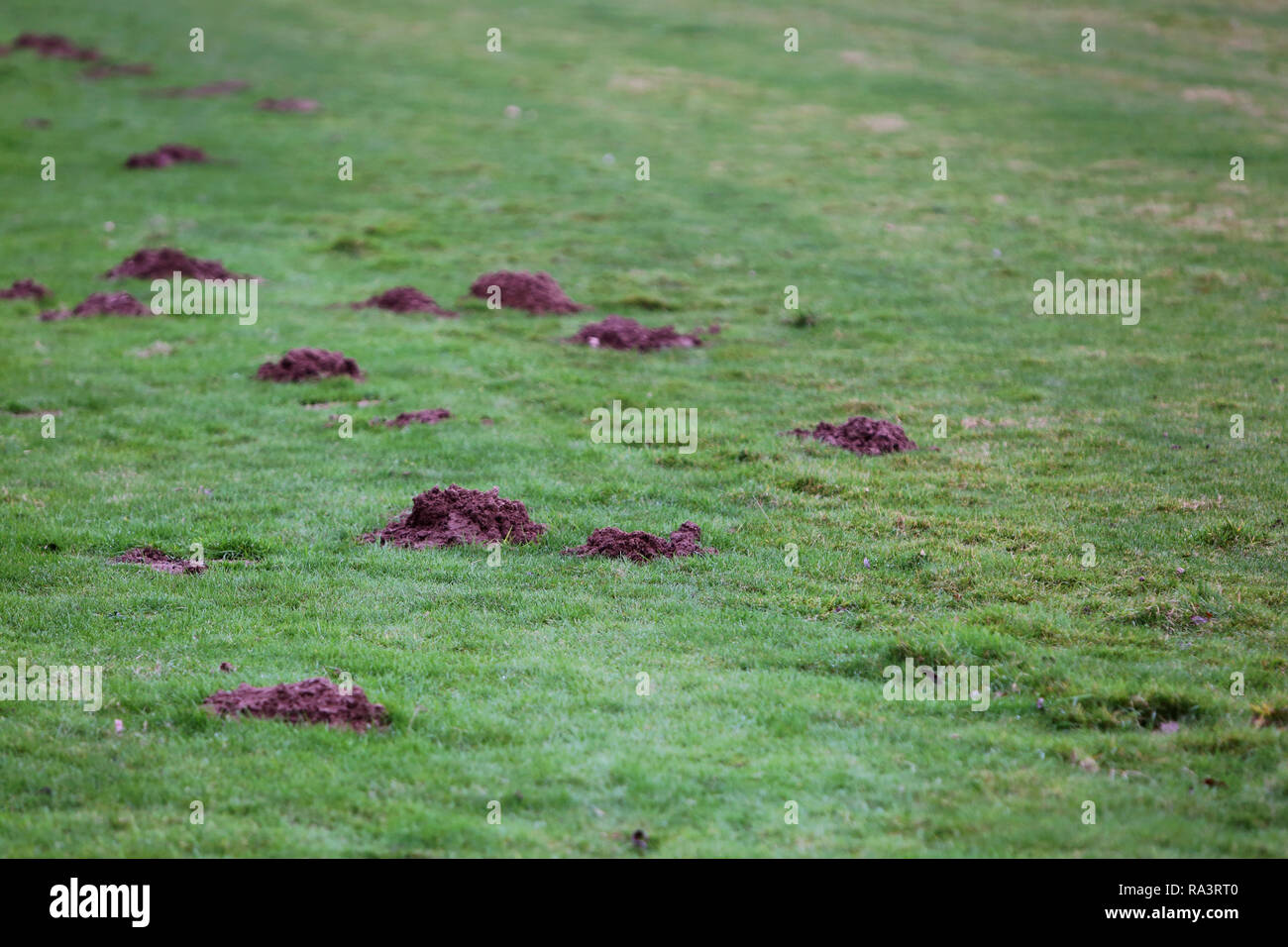 Mole Bohrungen dargestellt in den eingereichten neben einem Fußballplatz in Chichester, West Sussex, UK. Stockfoto