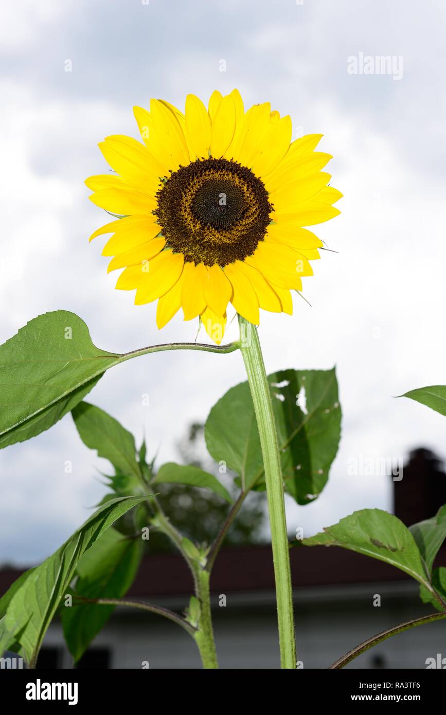 Sonnenblumen Pflanze Stockfoto