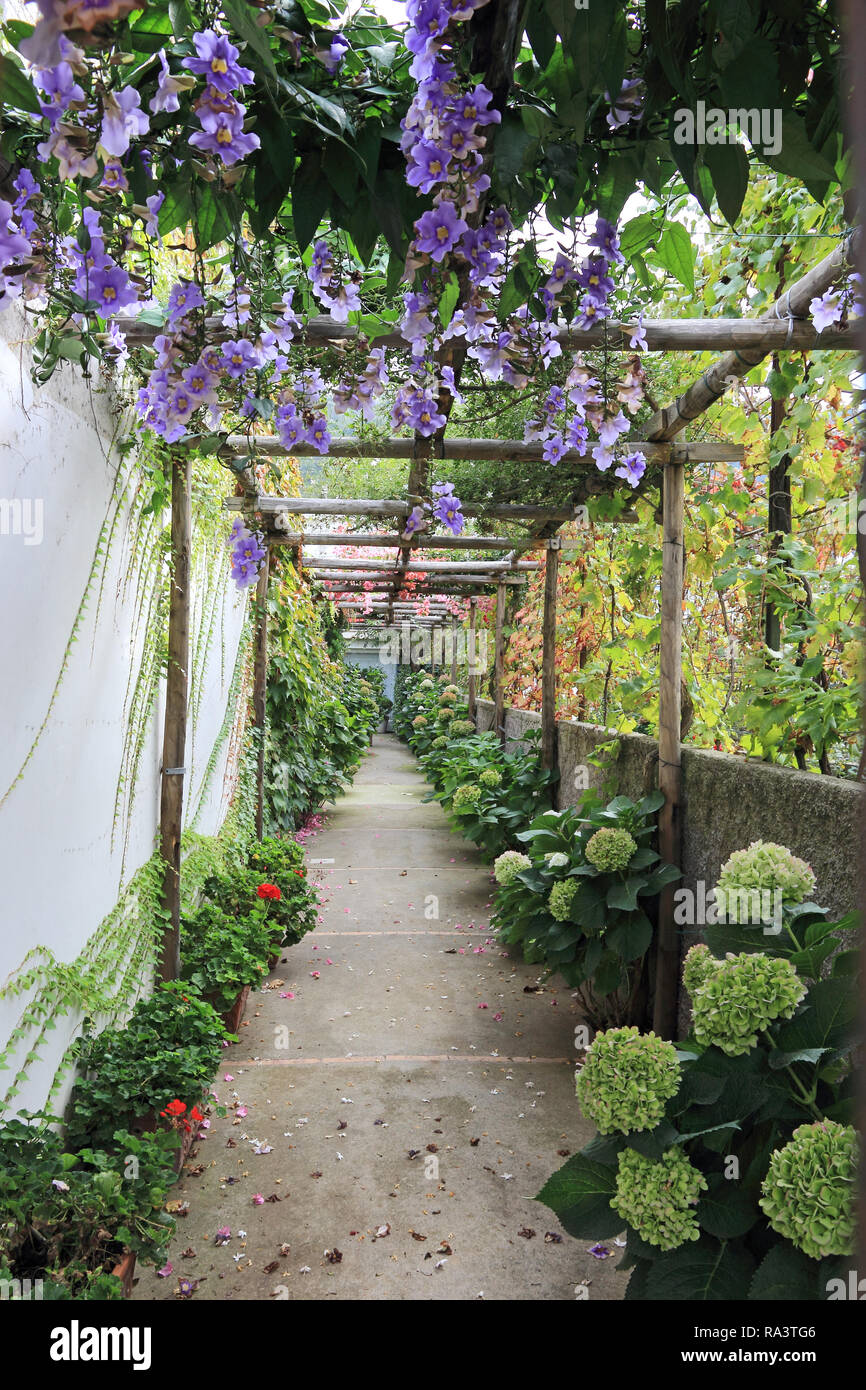 Pergola Unterstützung blau blühenden Pflanzen über Weg, Capri, Italien Stockfoto