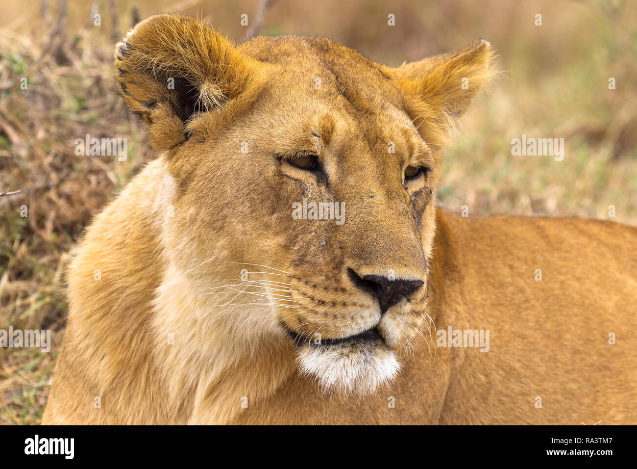 Schöne Löwin. Savanne der Serengeti, Afrika Stockfoto