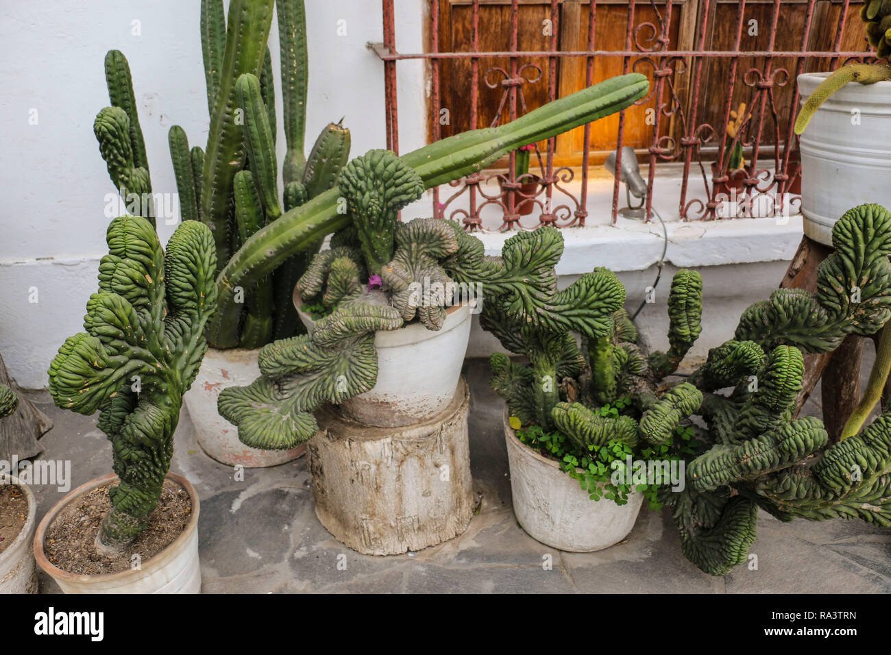 Vielzahl von Kakteen in Töpfen in der Nähe der Wand des Hauses, Lima, Peru Stockfoto