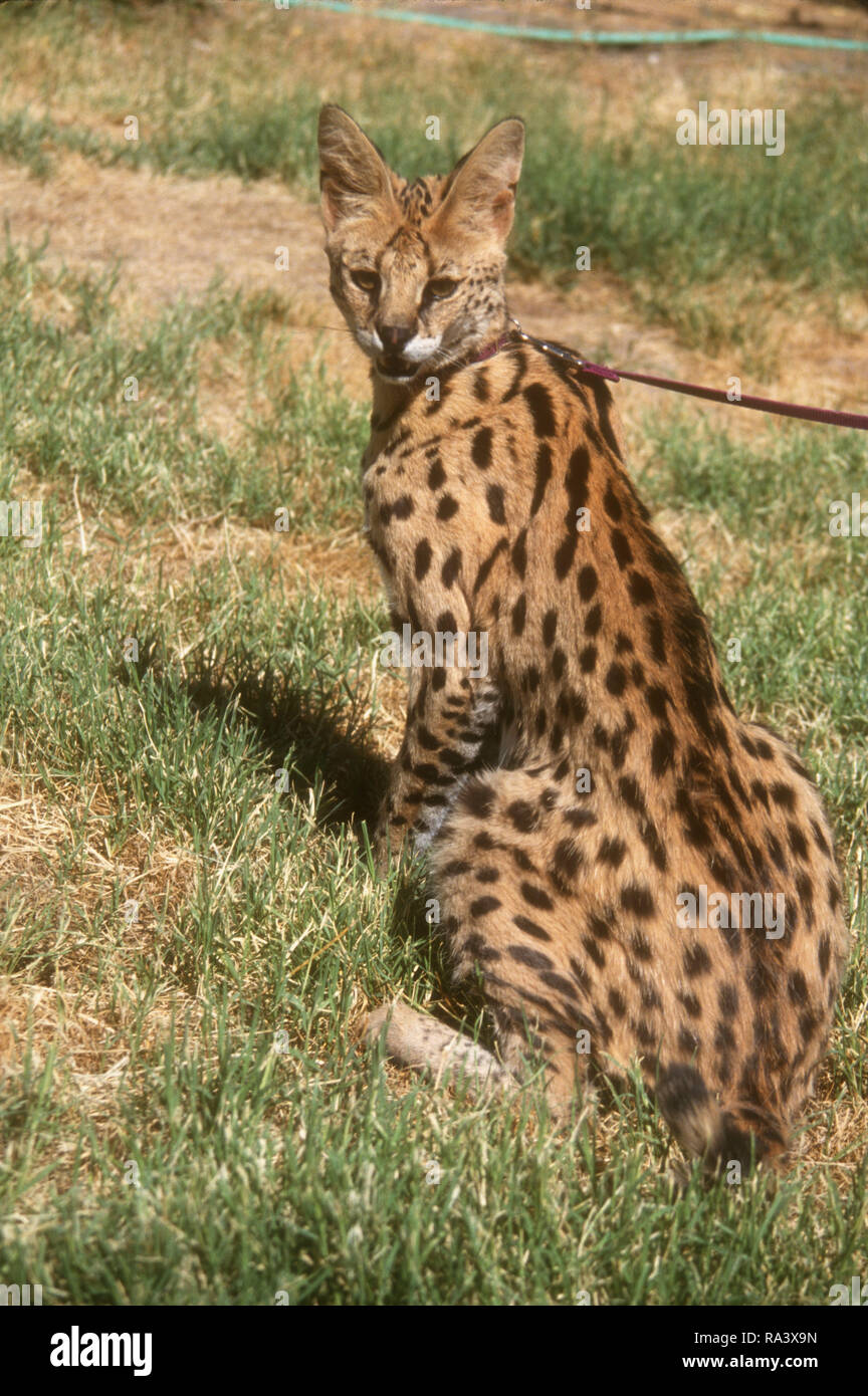 LAS VEGAS, NV - Juli 10: (exklusiv) ein serval an Vladimir Mialovski Fotoshooting am 10. Juli 1993 in Las Vegas, Nevada. Foto von Barry King/Alamy Stock Foto Stockfoto