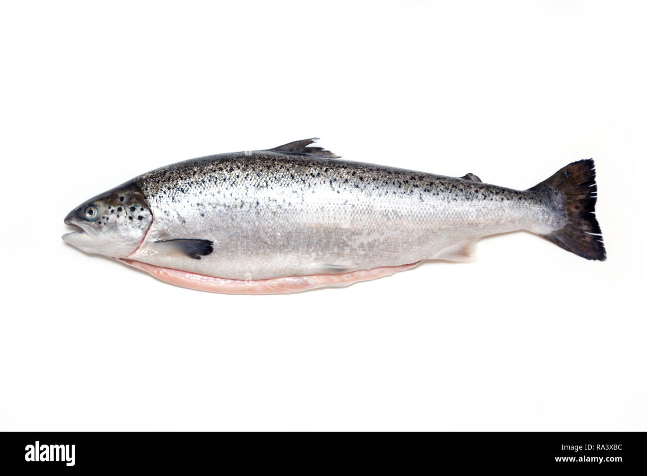 Atlantischer Lachs Fisch auf einem weißen studio Hintergrund isoliert. Stockfoto