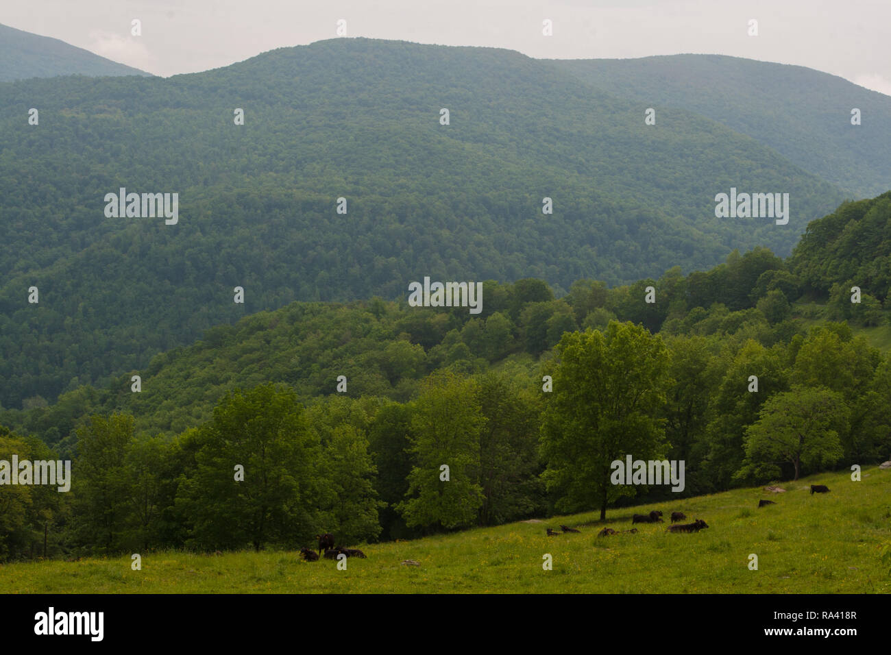 Hügel und Täler, West Virginia Stockfoto