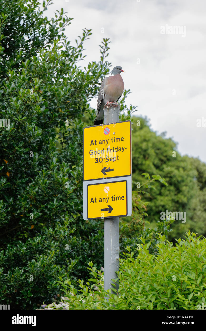 Taube thront auf einem keine Wartezeiten Parkplatz unterzeichnen. England Großbritannien Stockfoto