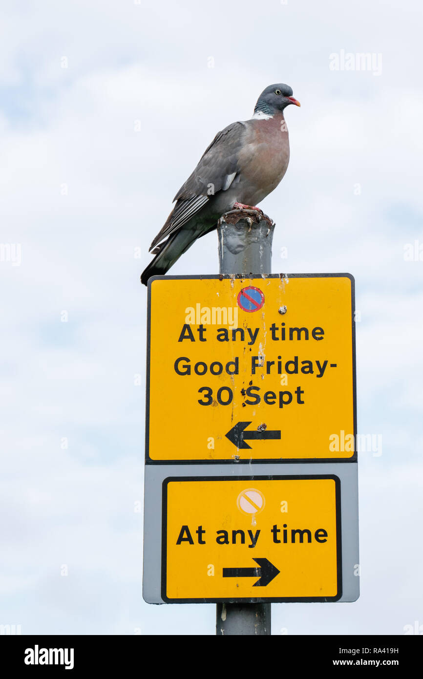 Taube thront auf einem keine Wartezeiten Parkplatz unterzeichnen. England Großbritannien Stockfoto