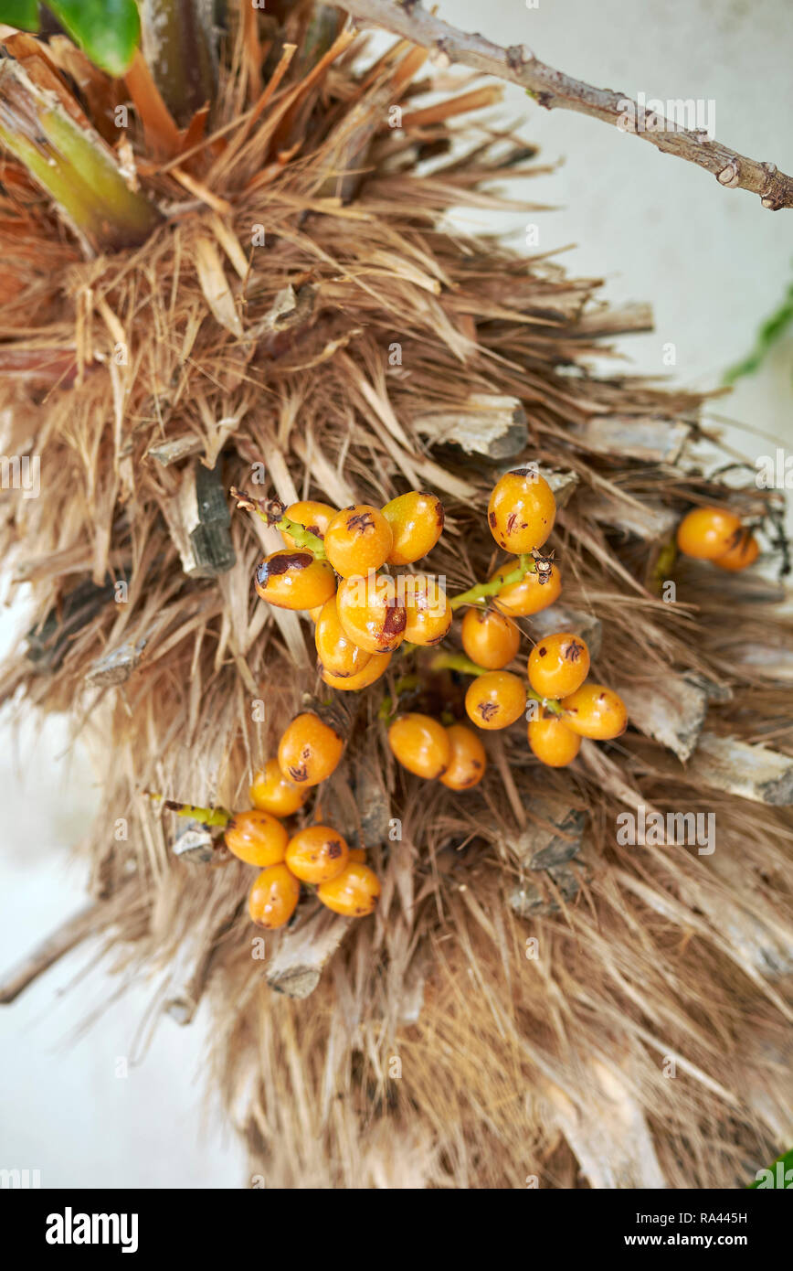 Chamaerops humilis Obst Nahaufnahme Stockfoto