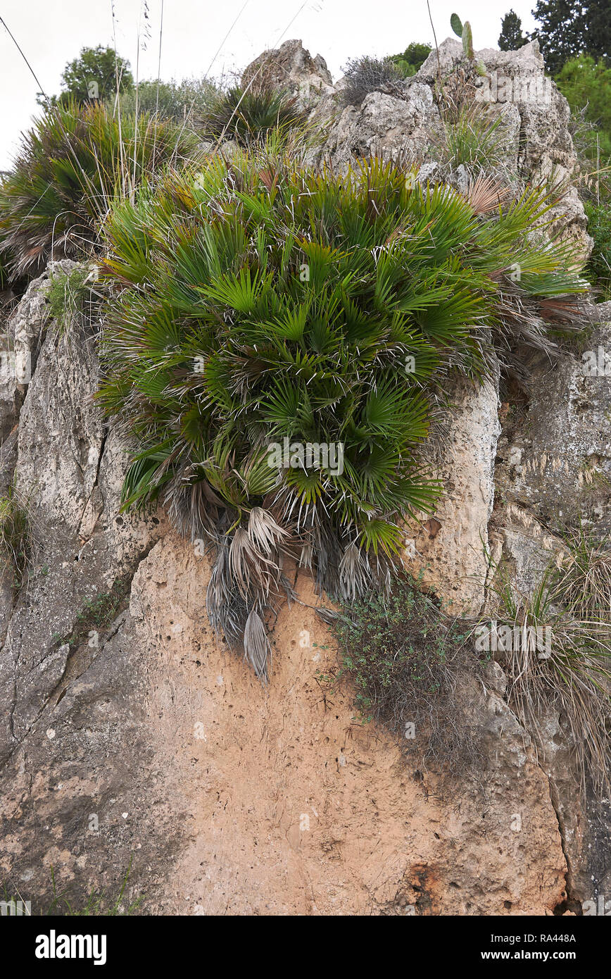 Chamaerops humilis Palmen Stockfoto