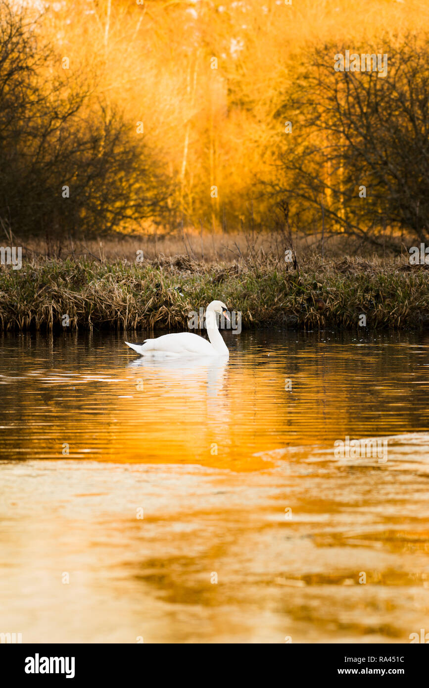 Schwan im See mit orange Sonnenuntergang widerspiegelt. Stockfoto