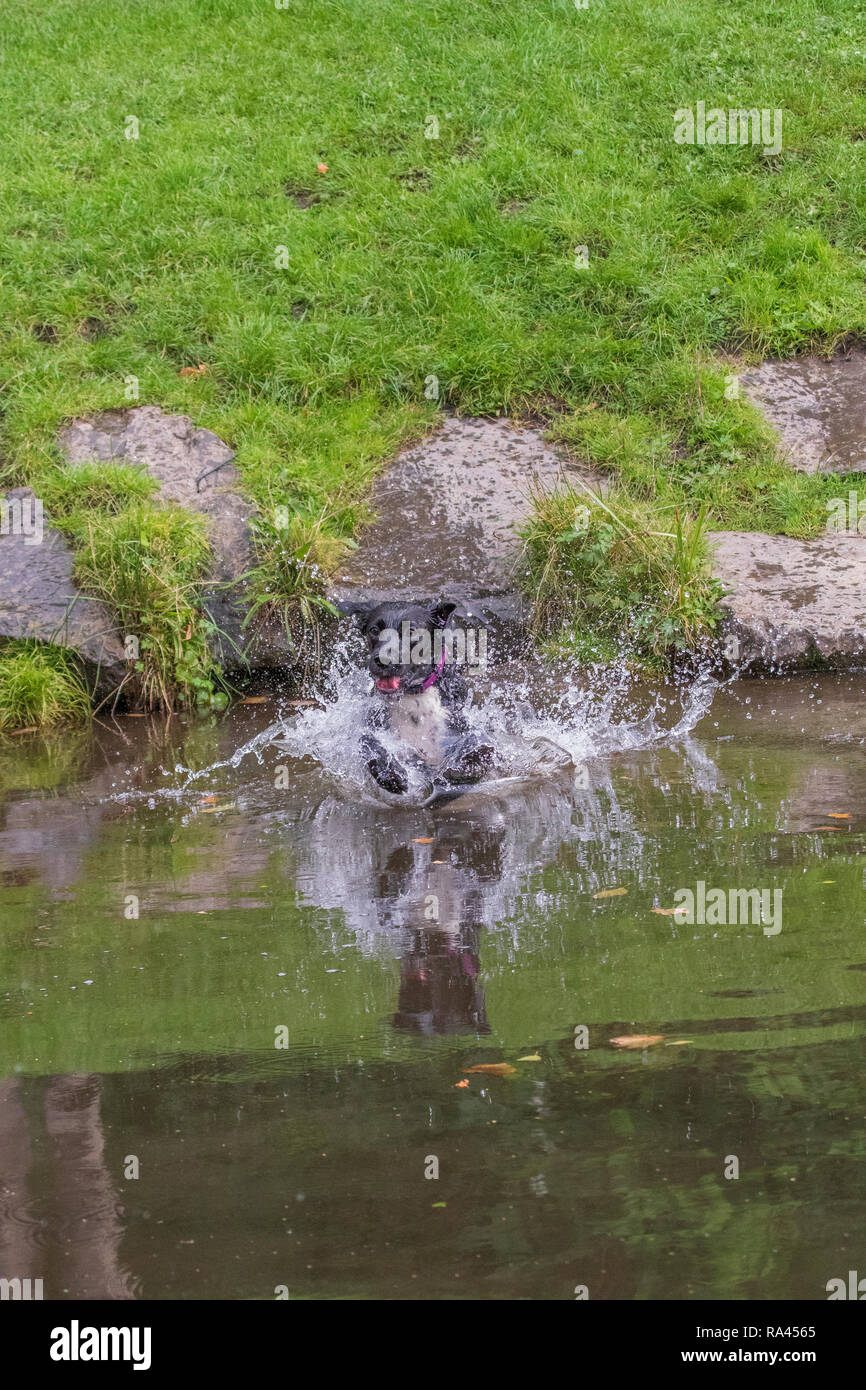 Hund im Wasser springen Stockfoto