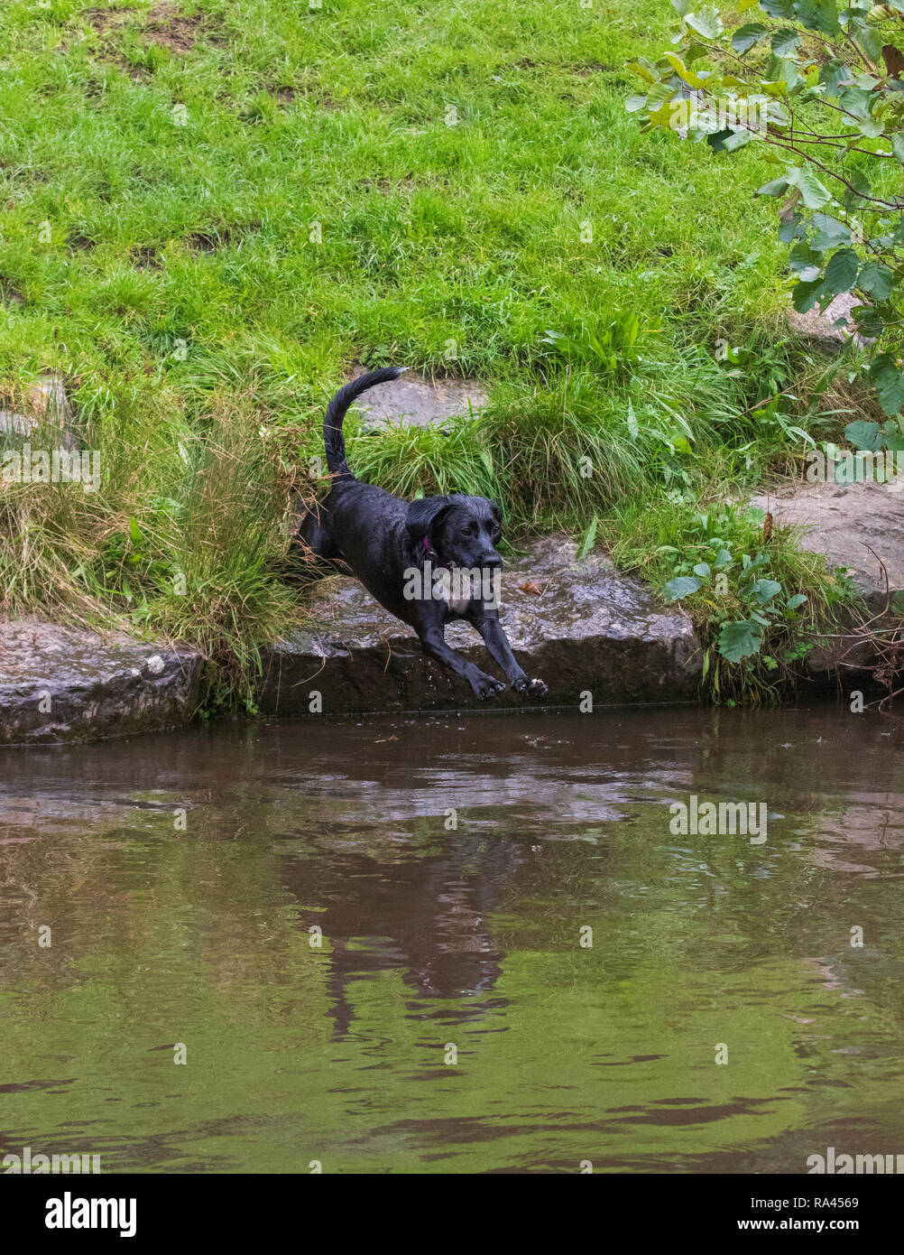 Hund im Wasser springen Stockfoto