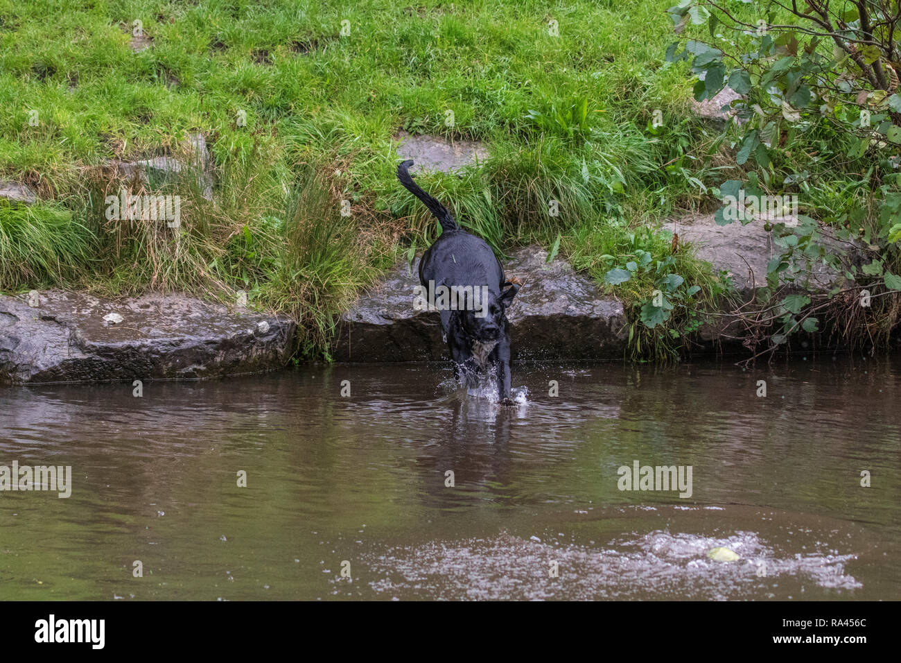 Hund im Wasser springen Stockfoto