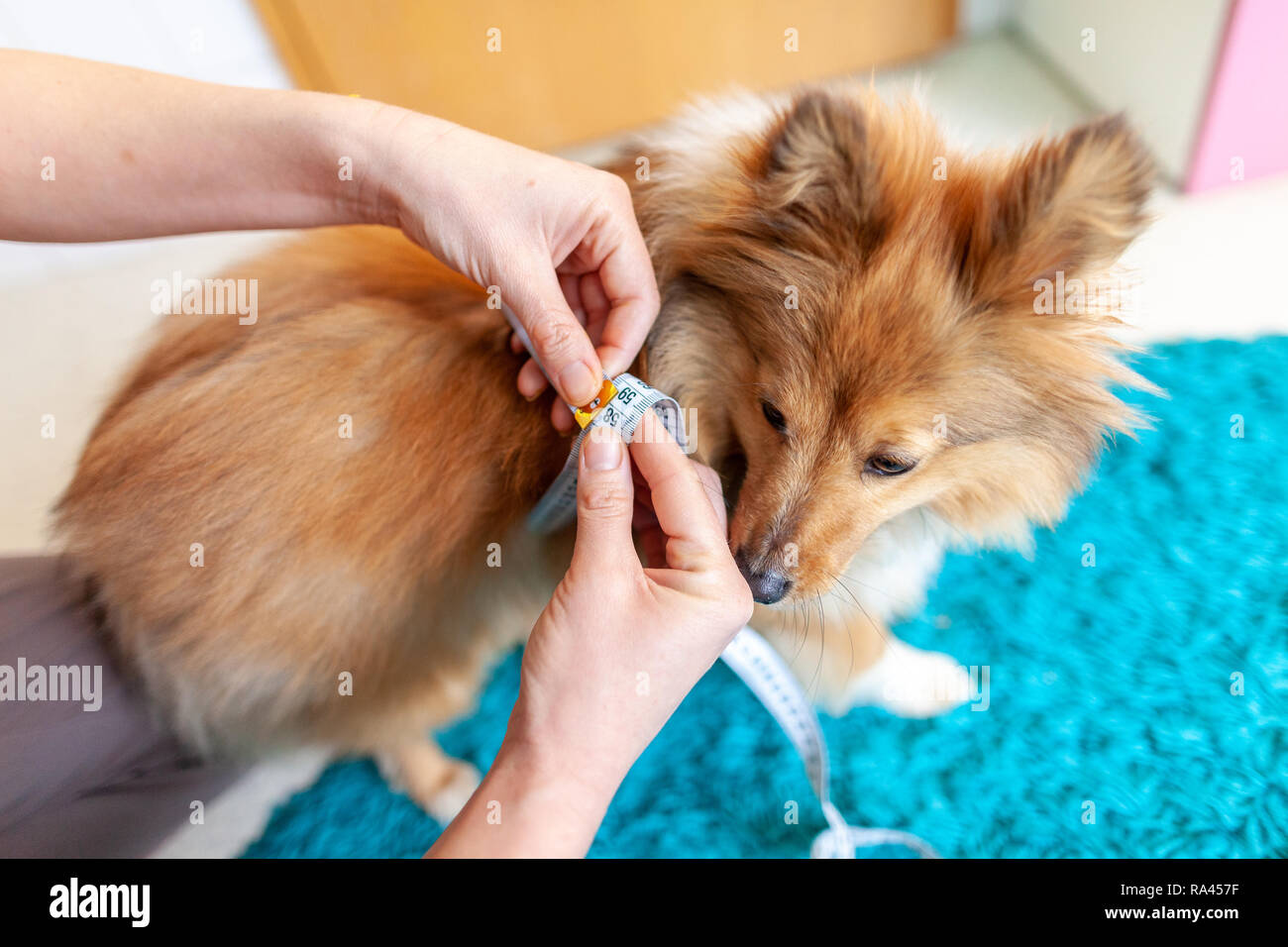 Bauch umfang ist mit einem Maßband auf einem Hund gemessen Stockfoto