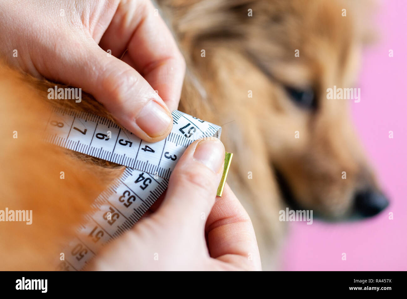 Bauch umfang ist mit einem Maßband auf einem Hund gemessen Stockfoto