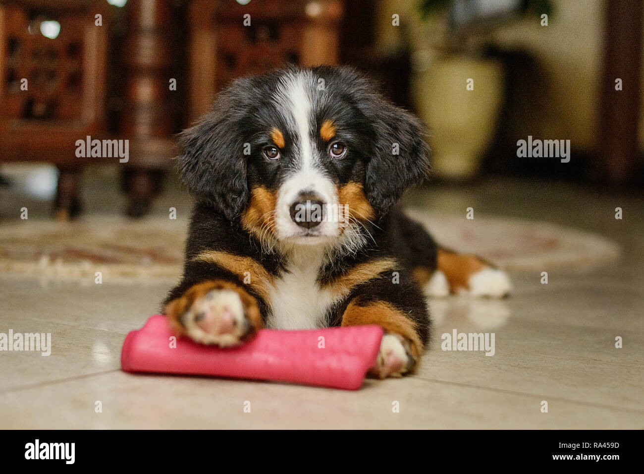 Ruhige Und Entspannte Berner Sennenhund Welpen Stockfoto Bild